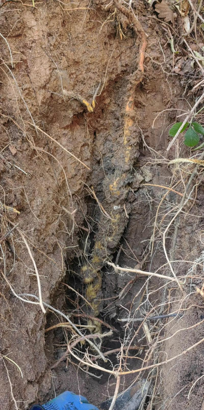 野生淮山靠什么繁殖