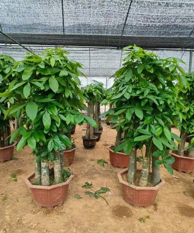 南宁种什么树木长得快