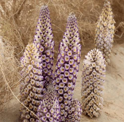 什么叫官花肉苁蓉