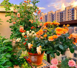 家庭养花用生根粉