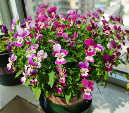 家庭养花用生根粉