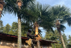 家庭养花用生根粉