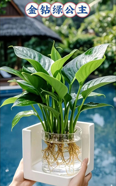 家庭养花用生根粉