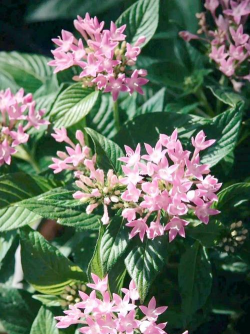 夏秋能种什么花