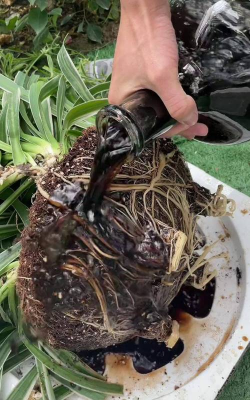 家庭养花用生根粉