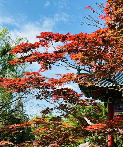 红枫树是什么鸡爪槭