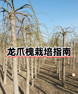 龙爪槐怎么种植和养护