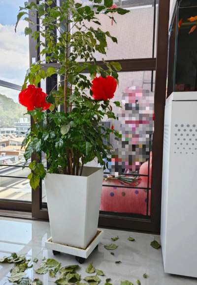 家庭养花用生根粉