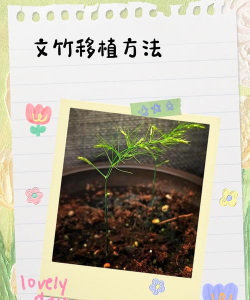 盆栽树苗怎么移植