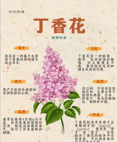丁香相当于什么植物