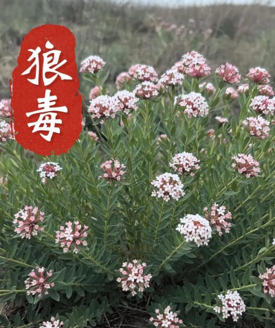 狼毒是什么植物提取的