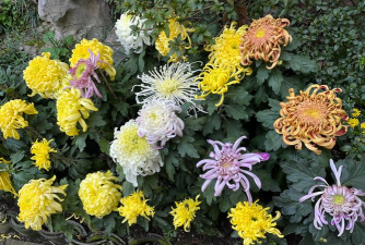 景观花里有什么菊