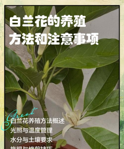 白花花怎么养殖