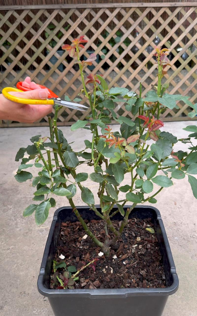 家庭养花用生根粉