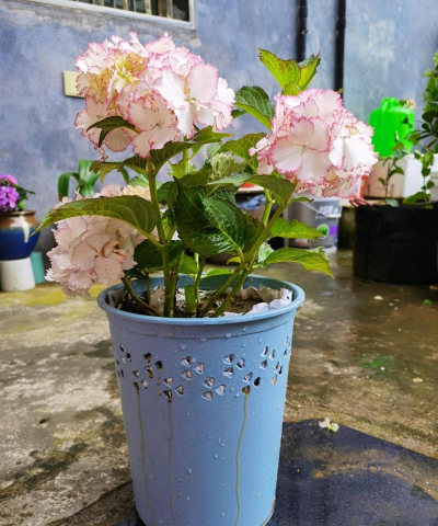 家庭养花用生根粉