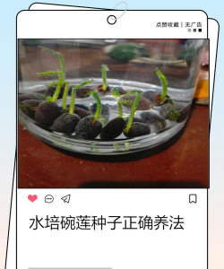 碗蓬种子怎么种