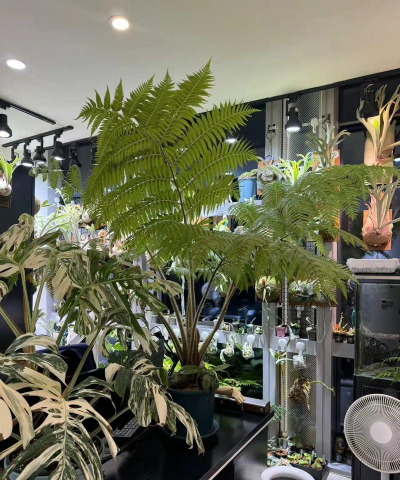 家庭养花用生根粉