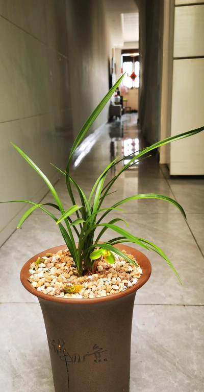 怎么鉴别宋梅兰花