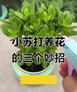 家庭养花用生根粉