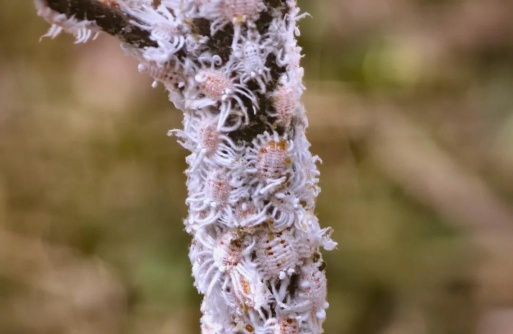 吹绵蚧为害什么作物