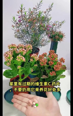 家庭养花用生根粉