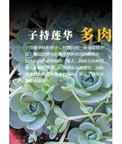 子持莲花怎么养护