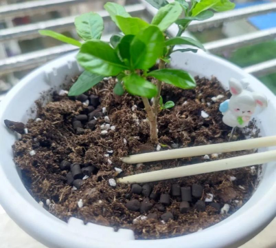 家庭养花用生根粉