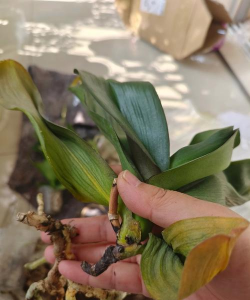 兰花底部叶子断什么病