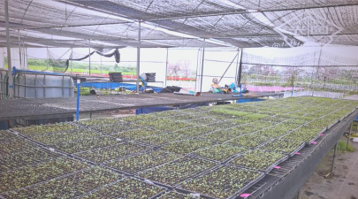 家庭养花用生根粉