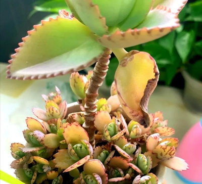 家庭养花用生根粉