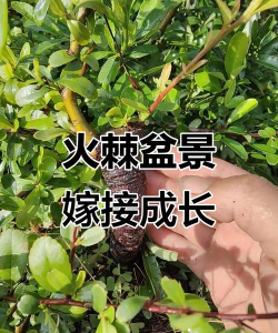 火棘能嫁接什么果树
