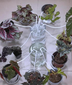 家庭养花用生根粉