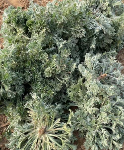 茵陈开什么颜色的花