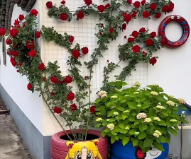 家庭养花用生根粉