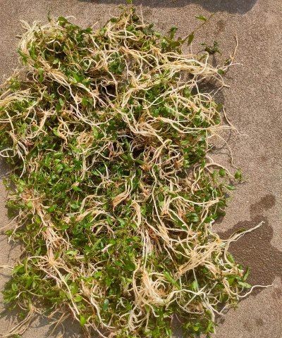 半边莲用什么土种