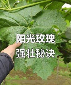 葡萄叶子大是什么品种