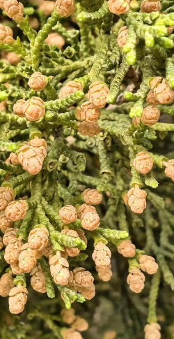 圆柏花是什么花