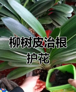 家庭养花用生根粉