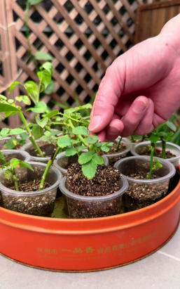 家庭养花用生根粉