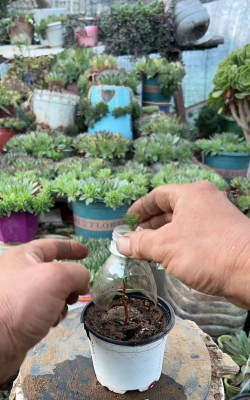 家庭养花用生根粉