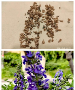 鼠尾草的种子怎么种