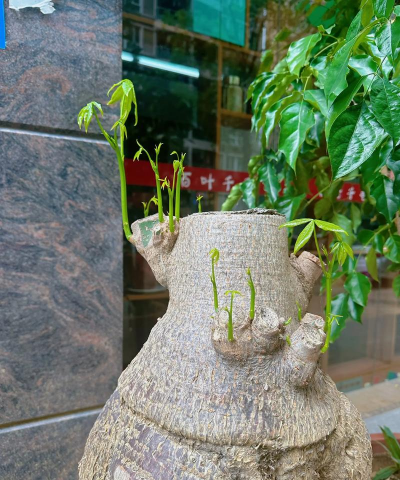 家庭养花用生根粉