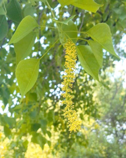 乌桕的花是什么颜色