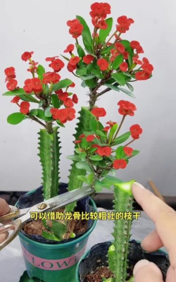 家庭养花用生根粉