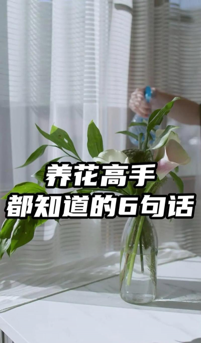 家庭养花用生根粉