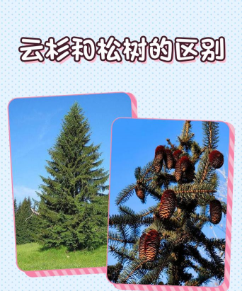 云杉和松树怎么区别