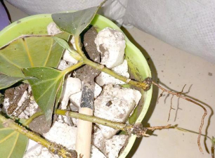 家庭养花用生根粉