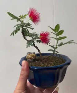 姬合欢盆景用什么土