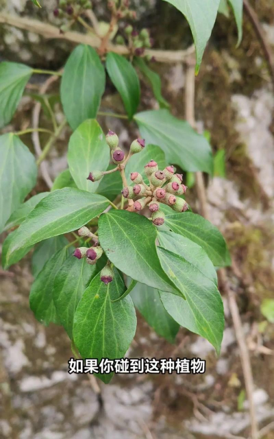 常春藤属于什么种