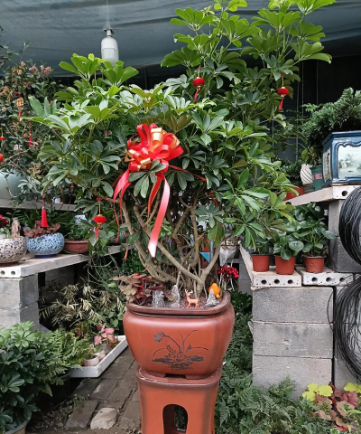 花园种什么树旺财